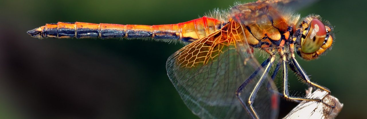 Dragonfly